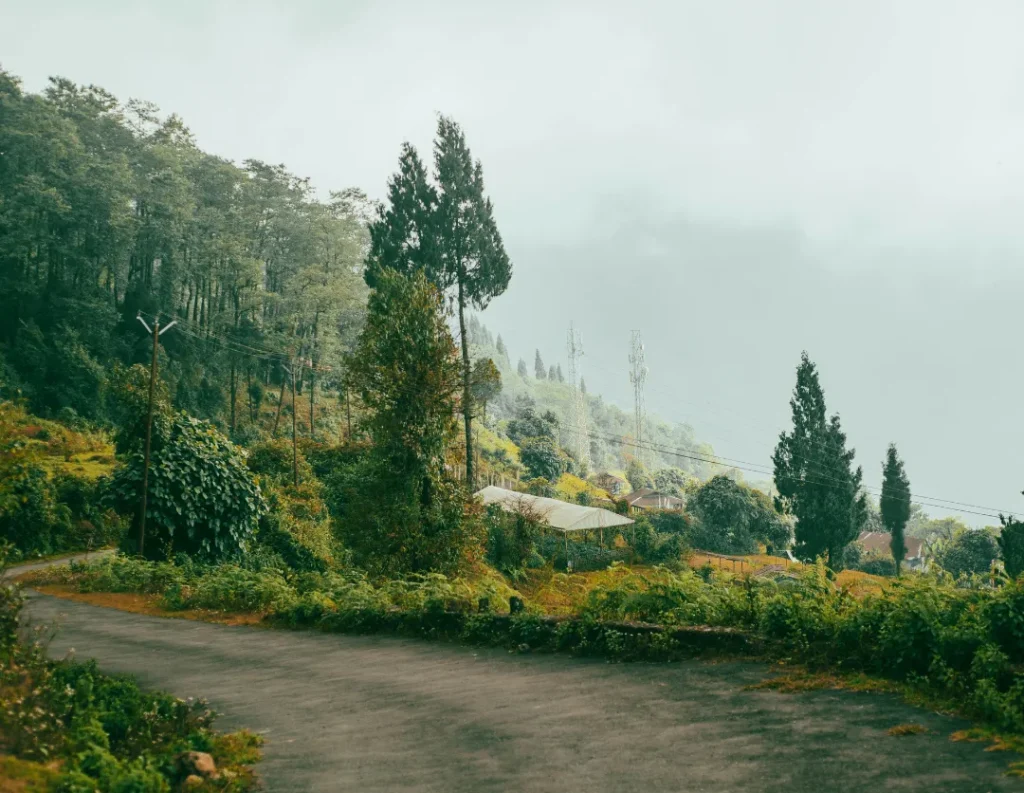 A peaceful foggy morning view of Kurseong tea gardens and pine forests, a premium HillVibe Tours destination.