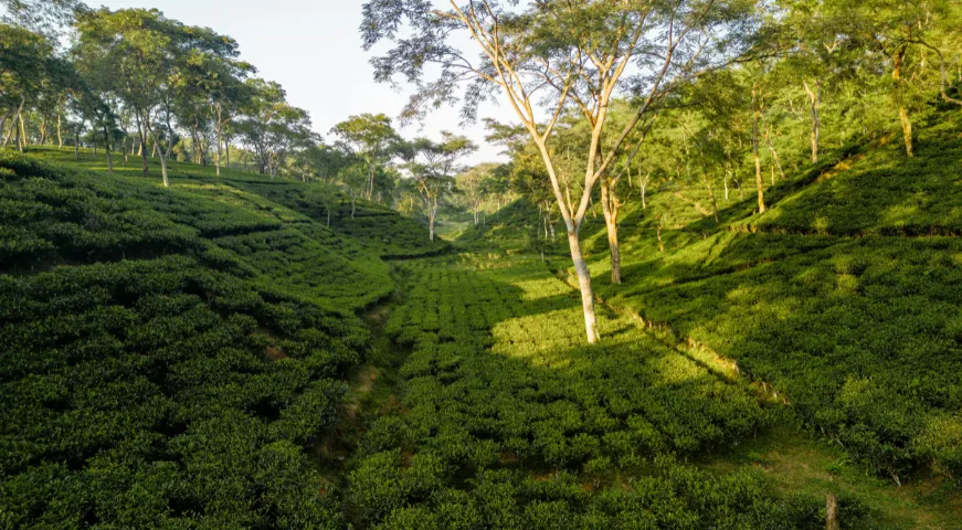 Darjeeling 8